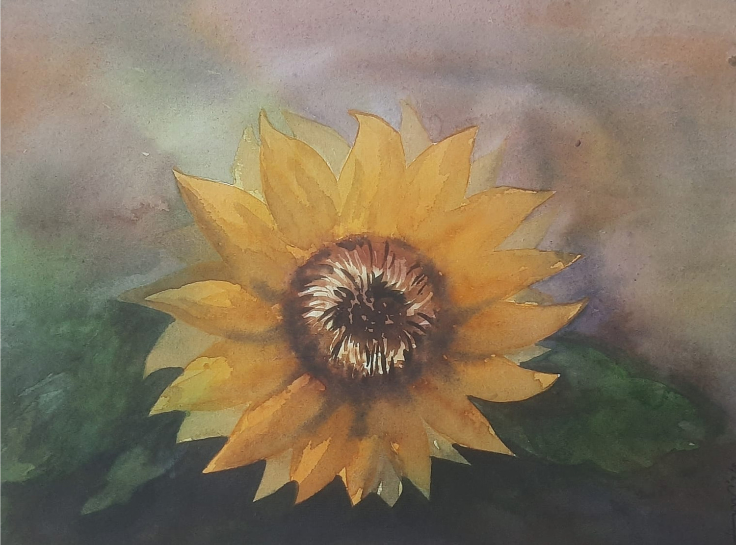 Sunflower